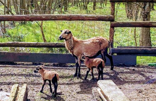 Buszyno Agroturystyka - Foto 8