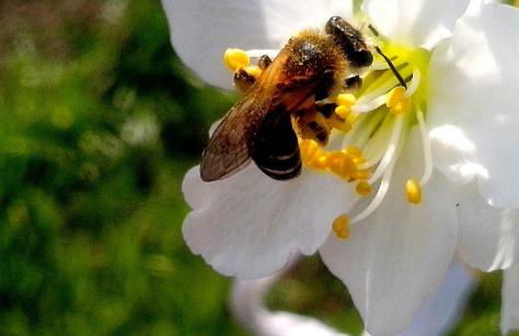 Appartement Barcelonnette Ubaye, Provence - Foto 29