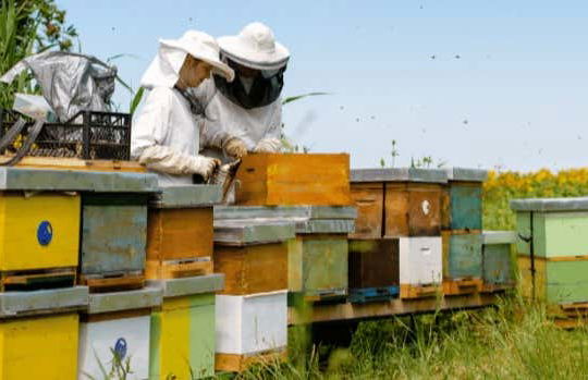 Visita a un allevamento di api con degustazione di miele - Foto 1