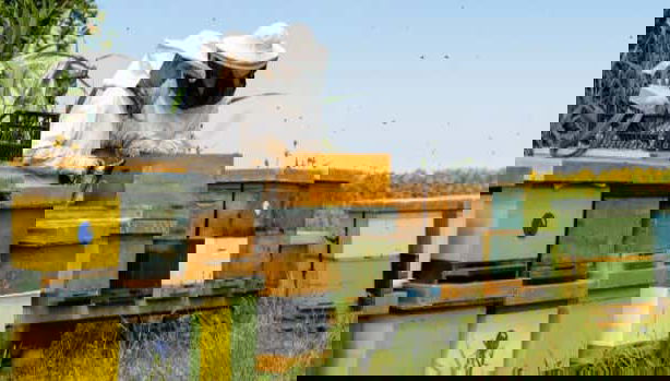 Visita a un allevamento di api con degustazione di miele