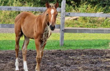 Ferienhof Bron - Foto 11