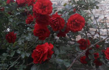 A fine 2 bedroom stone house in Emila - Photo 64