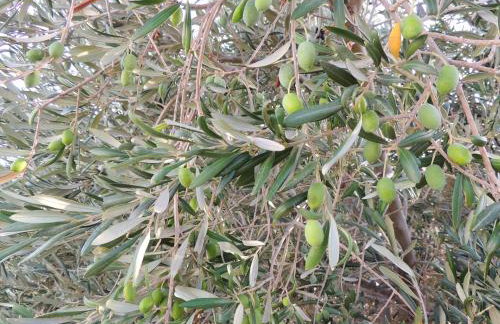 Studios Fokies - Photo 34