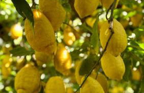 Limoneto di Anna - Foto 19