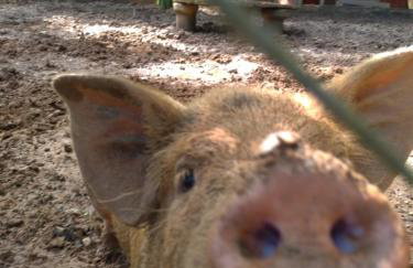 Sarandy Hotel Eco Parque - Photo 32