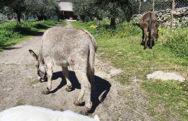 Tapada das Carvalhas - Foto 10