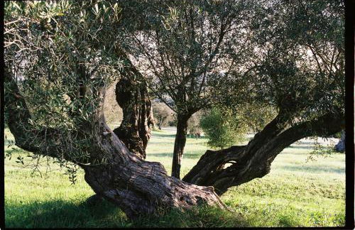 Horta de Torrejais - Foto 33