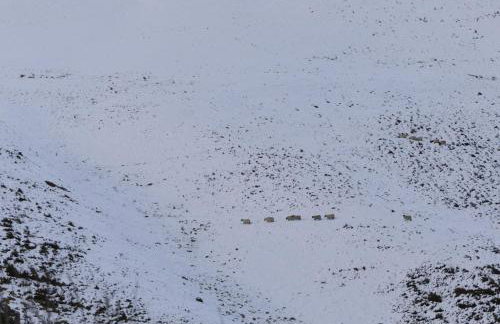 Shepherds Cottage, Pentland Hills - Foto 29