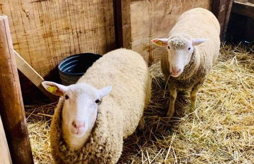 Il Giardino Dorato - Foto 18