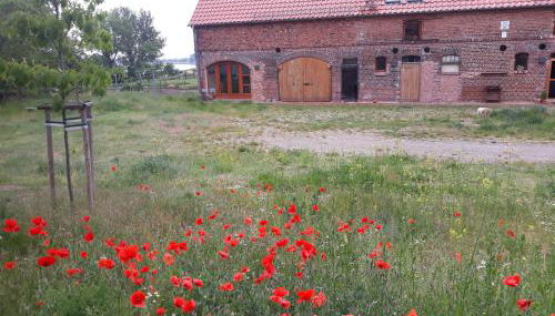 An den Elbwiesen GZ FeWo Elbeblick Nur Nichtraucher - Foto 4, Garden