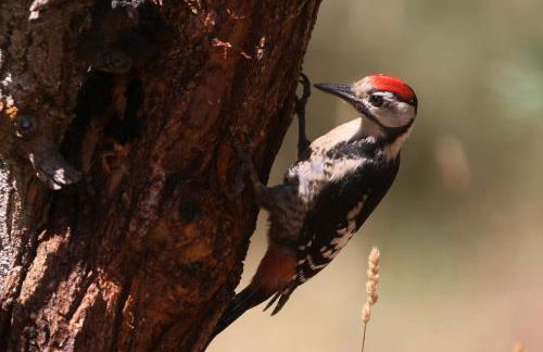 Nature Space Jabugo - Foto 22