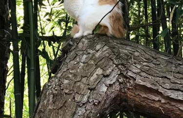 PRINCESSE DES NEIGES - Foto 11