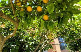 Casa Maria e giardino di limoni - Foto 11