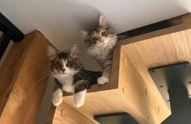 elements - Solina, z sauną - Foto 28