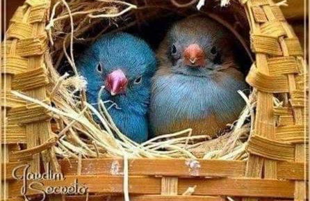 chaler Sao Jorge - Foto 37