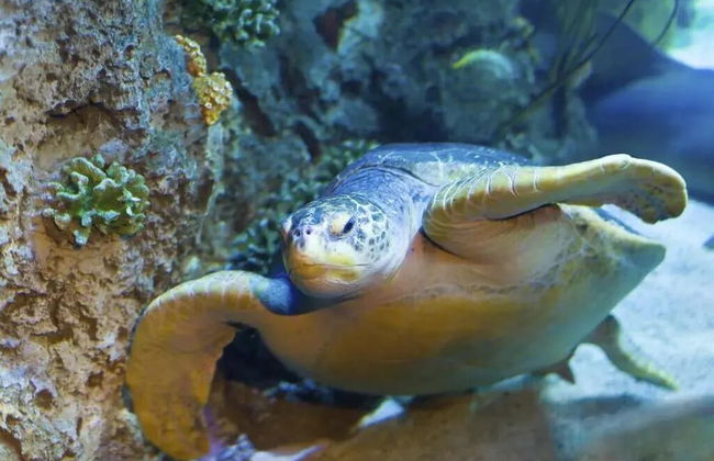 123home -The Outlet - Foto 9