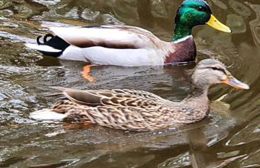 Magnolia Streamside Resort - Foto 50