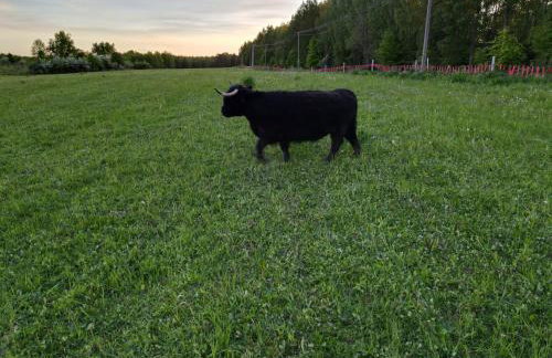 Highland Warmia - Gospodarstwo agroturystyczne - Foto 47