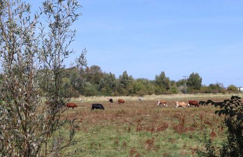 Ostseeferienhaus California - Foto 53