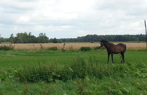Ferienhäuser im Ferienhausgebiet Hof Beel - Foto 32