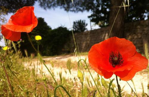 I Giardini di Pomona - Foto 25