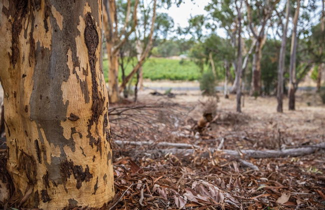 Hanisch Haus - Foto 13