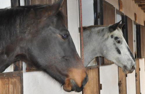 Domek wakacyjny Koliba - Foto 20