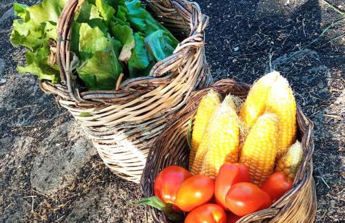 Etna, salvia e rosmarino - Foto 50