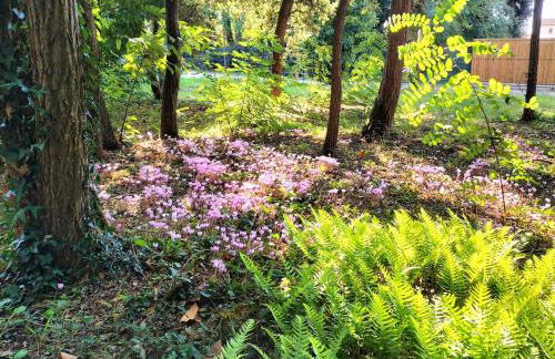 Le Petit Bois Vert - Foto 1