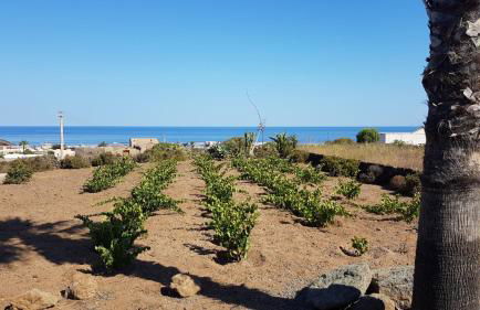 IL VIGNETO - Foto 22