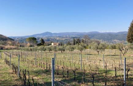 Le Giuncaie - Vigna con alloggio - Foto 29