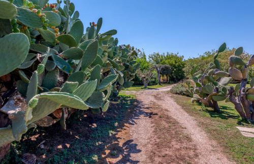 Masseria Copertini - Foto 34