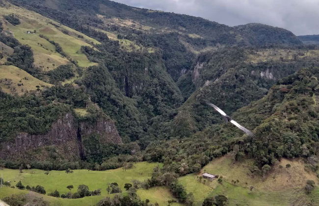 Excursão ao Parque Nacional Puracé + Avistamento do condor andino - Foto 5