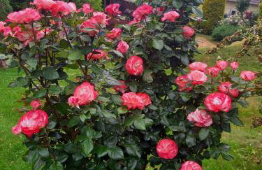 Wickys Igelnest - Foto 74