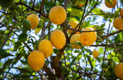 Apartamentos Flor da Laranja, Albufeira by AlgarveBlossom - Foto 56