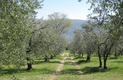 Il Casaletto di Simonetta - Foto 21