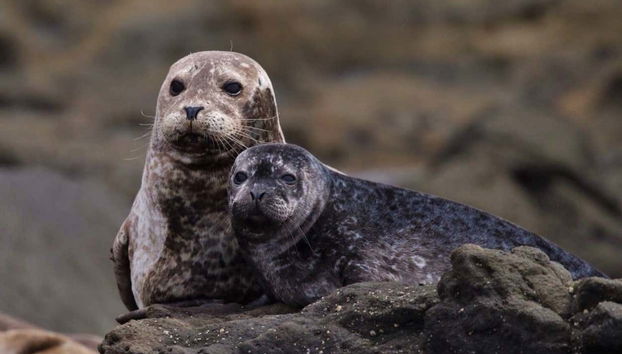Espèces marines lors la promenade