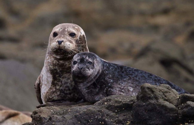 Avvistamento di balene e delfini a Newport Beach - Foto 2