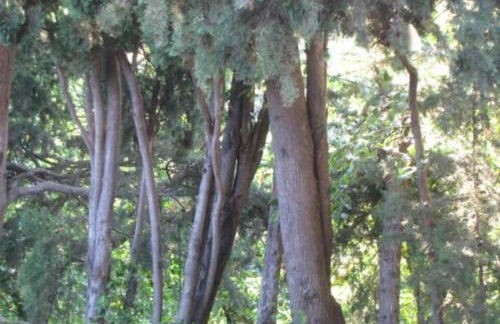 Maison Chêne Liège - Foto 26