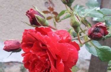 Dom na Warmii -Siedlisko Jabłonka - Foto 59