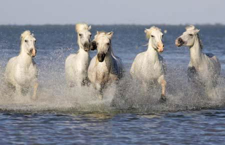 Un coin de campagne à 4km de la mer pour 4 à 6 personnes - Foto 27