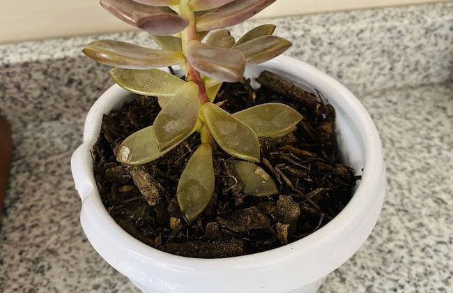 Rincòn Único Centrico - Foto 31