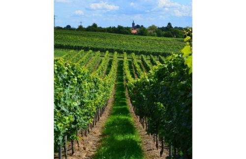 Palatinate Forest Comfortable holiday residence - Foto 19