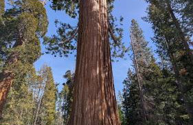Peaceful Pines Place, a cozy mountain hideaway wAC - Foto 56