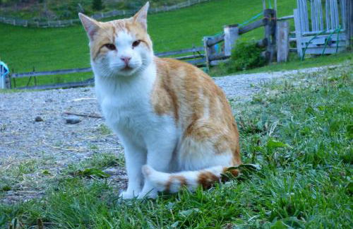 Sesvennahof - Foto 53