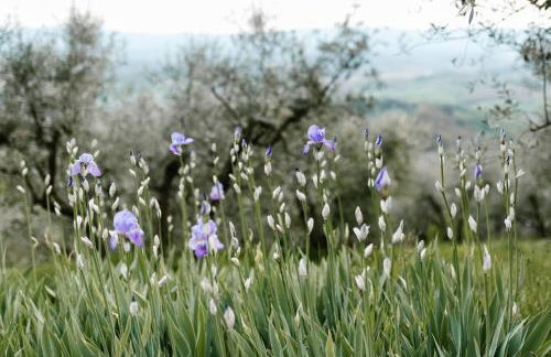 Agriturismo Cafaggio Primo - Foto 36