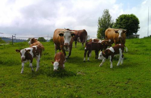 Bauernhof Süßhof - Foto 49