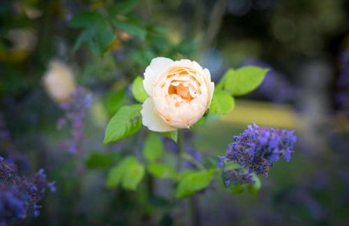 West Cottage, Southlands Farm, Gunnerton - Foto 19