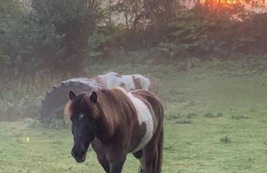 504 Stallgeflüster - Foto 10