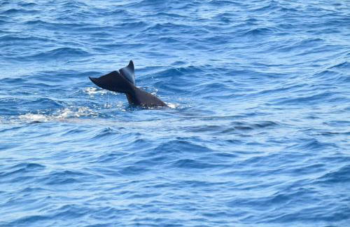 Casa Max Tenerife - Foto 47